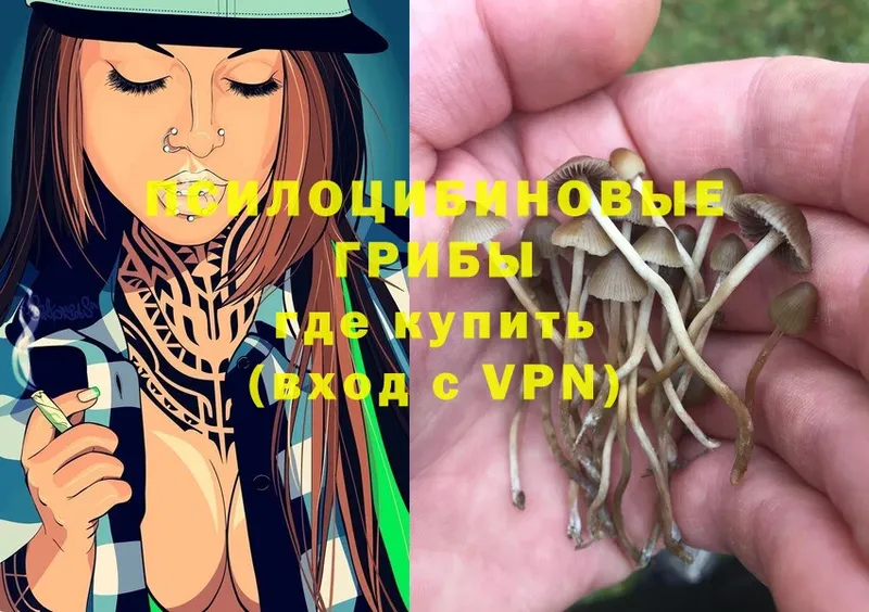 Галлюциногенные грибы Psilocybe  где продают наркотики  Аксай 